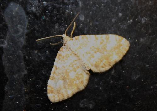 Perizoma flavofasciata